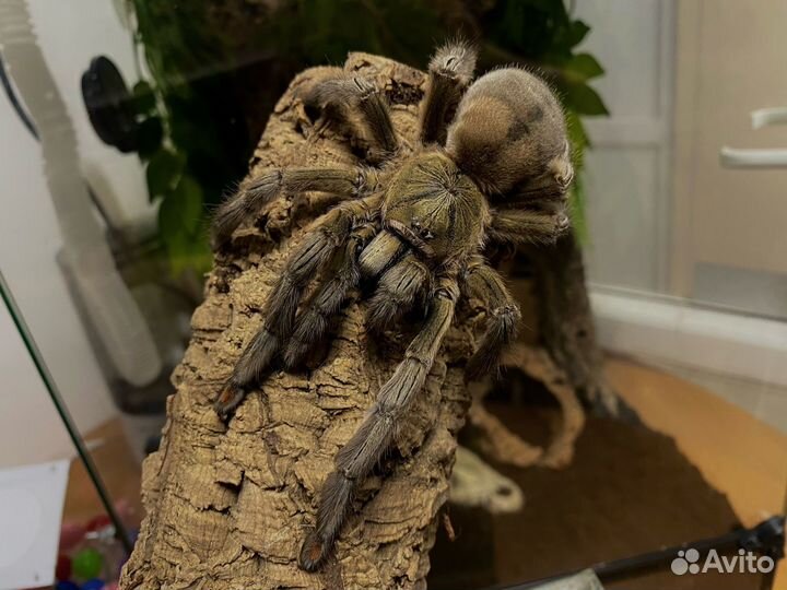 Паук птицеед