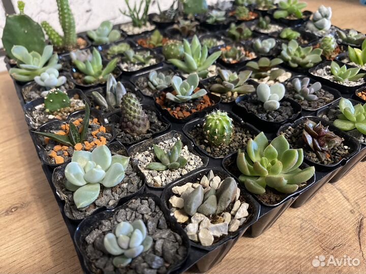 Суккуленты малыши