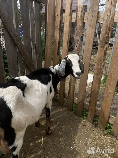 Коза дойная альпийская 100%