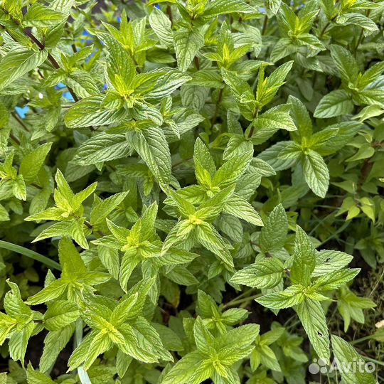 Мята перечная