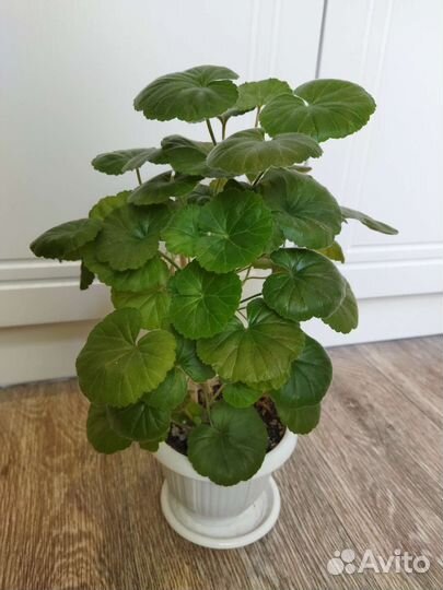 Пеларгония