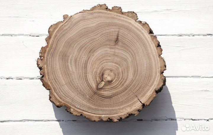 Спилы деревьев торцевые