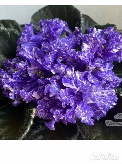 Сортовые фиалки