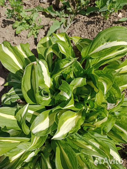 Хоста, антемис, роза парковая, рудбекия