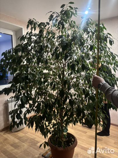 Фикус бенджамина большой