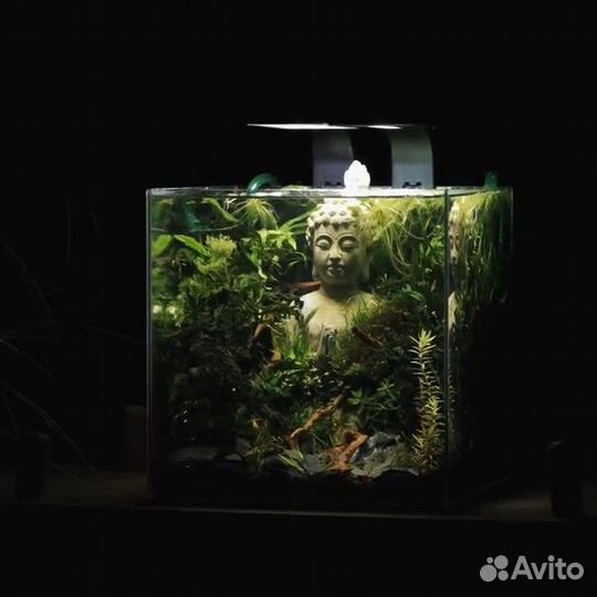 Аквариум для петушка, с живыми растениями