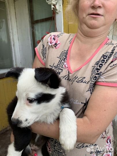 Щенки бесплатно