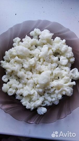 Тибетский молочный гриб