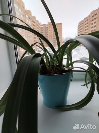 Гиппеаструм