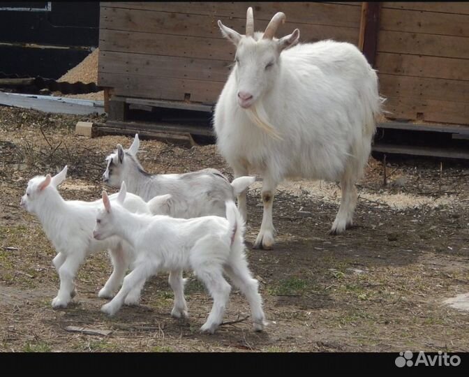 Козы и козлята
