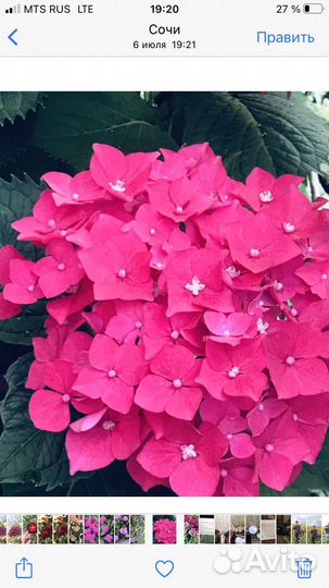 Гортензия крупнолистная