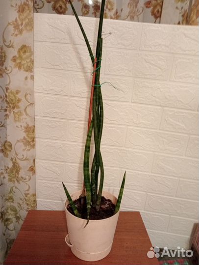 Сансевиерия цилиндрика