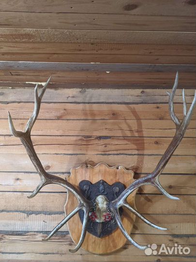 Продам рога оленя