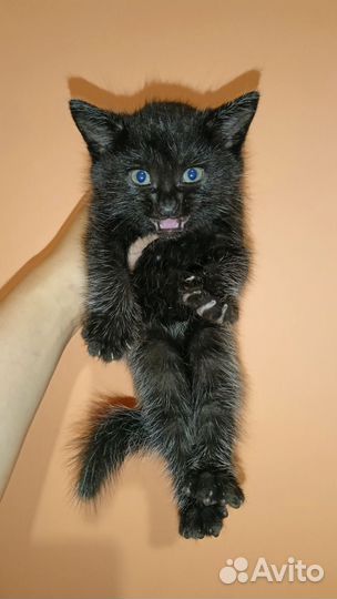 Котенок девочка в добрые руки