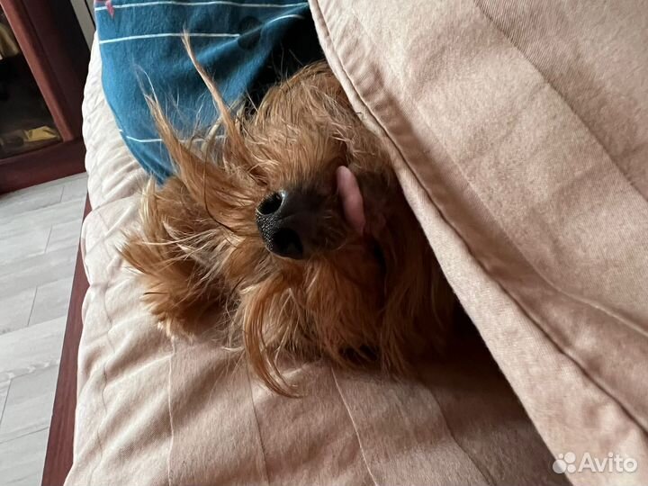 Передержка домашних животных