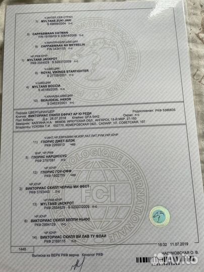 Цвергшнауцер вязка