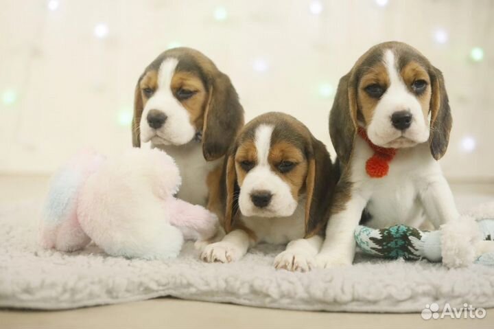 Вязка кобель бигль