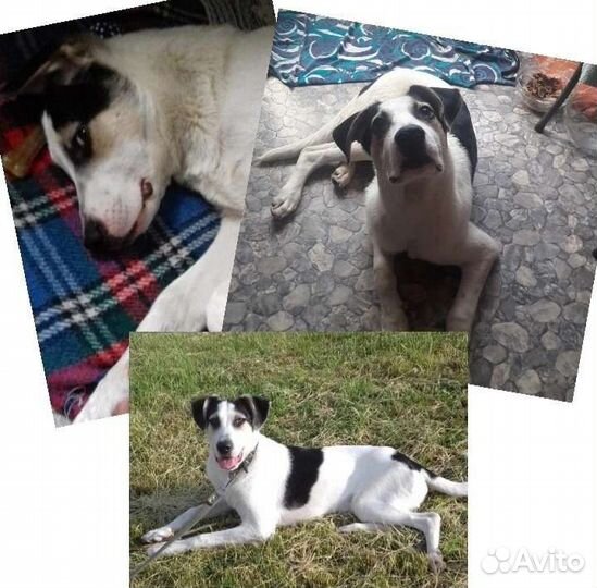 Собака в добрые руки