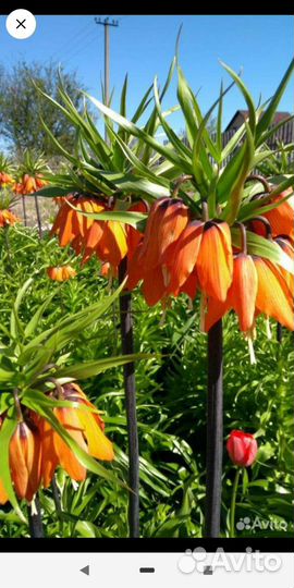 Рябчики императорские