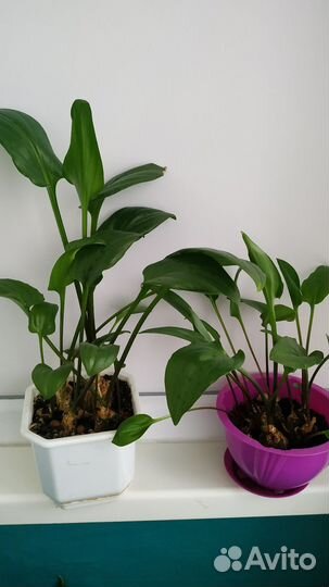 Комнатные растения