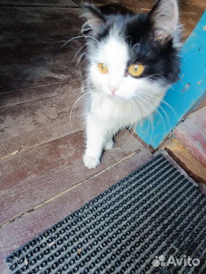 Найден котик