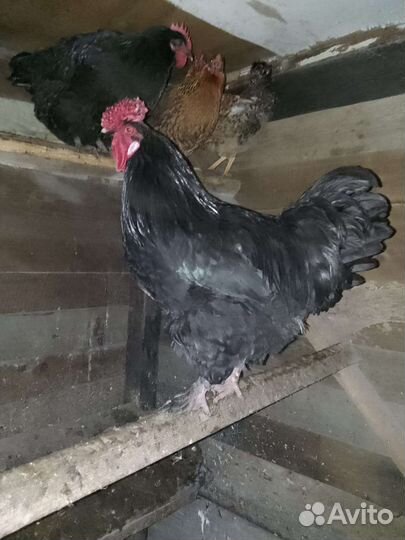 Куры петухи