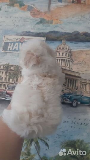 Мальтипу мини