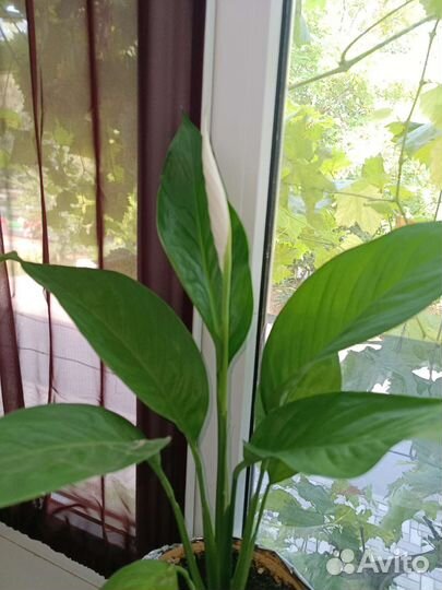 Спатифиллум