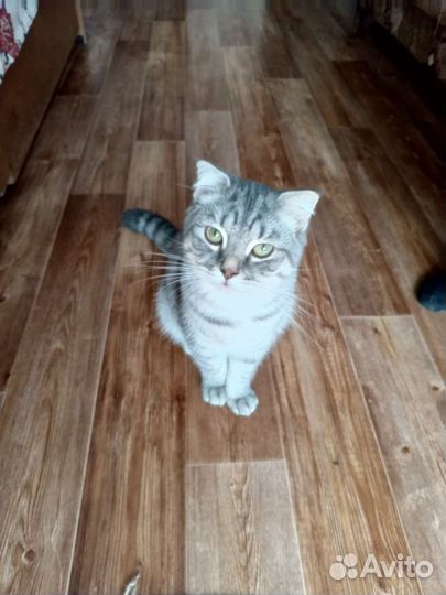 Британская кошка