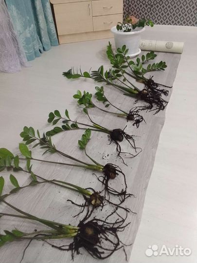 Долларовое дерево.Замиокулькас. деленки