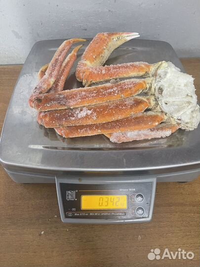 Краб стригун средне крупный