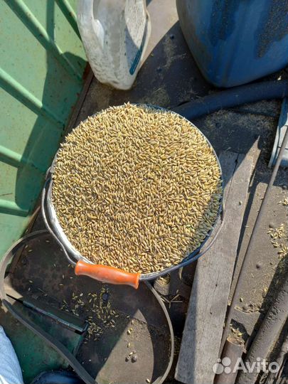 Зерно пшеницы 2024