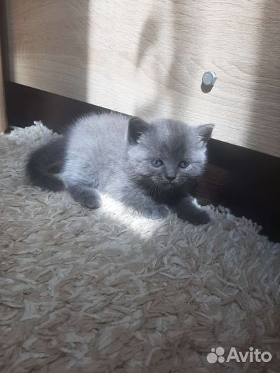 Шотландские котята