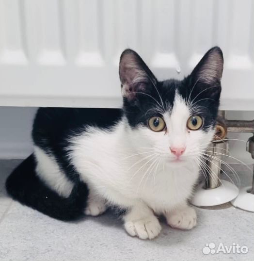Преданный, ласковый малыш котёнок