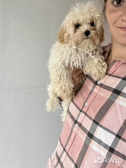 Мальтипу ф1 мальчик курносик ваниль