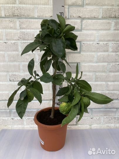 Цитрусы, мандарины, апельсин, лимоны