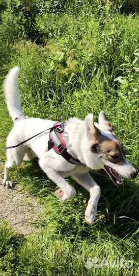 В добрые руки