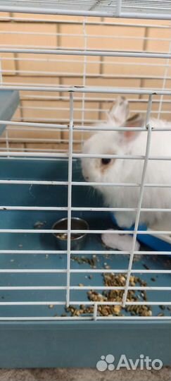 Декоративный кролик с клеткой