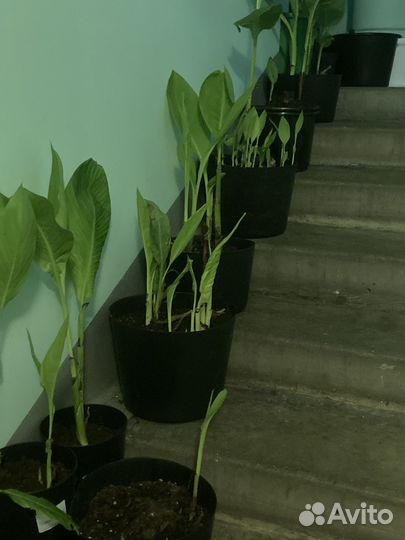 Канны. Клубни -саженцы