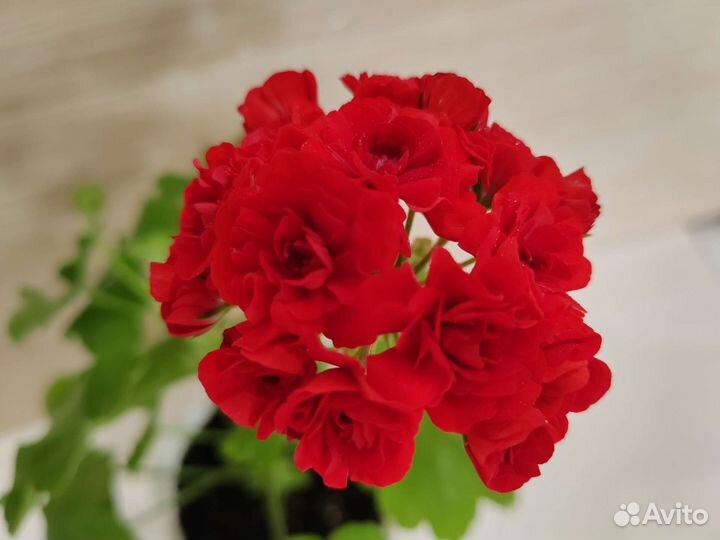 Герань пеларгония