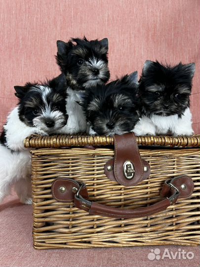 Щенки бивер