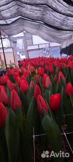 Тюльпаны