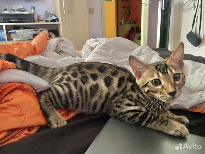 Бенгальские чистокровные котята