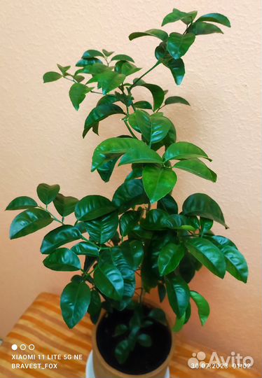 Мандариновое дерево