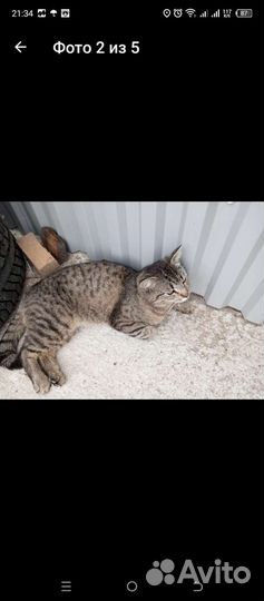 Котик молодой