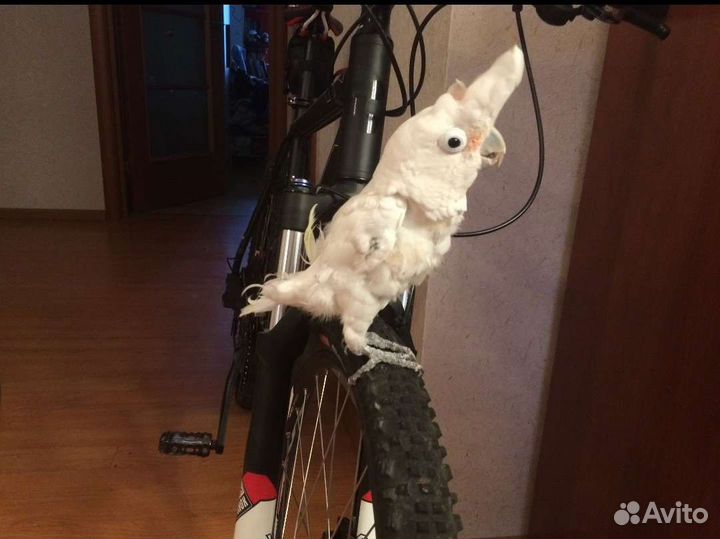 Попугай Какаду