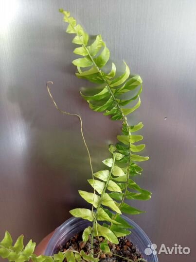Нефролепис Тайгер, папоротник