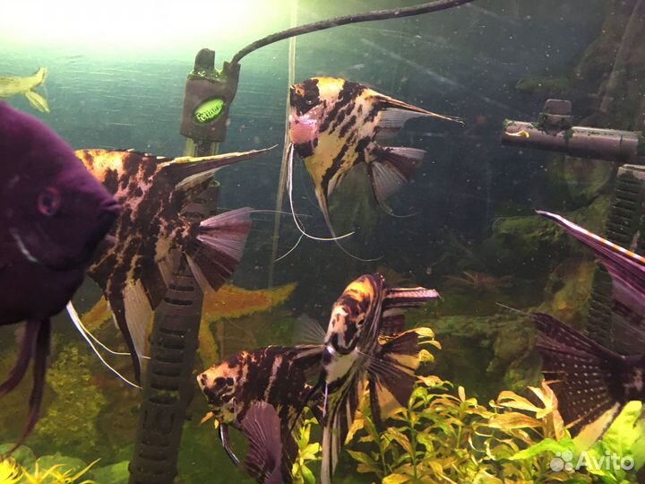 Растения аквариумные