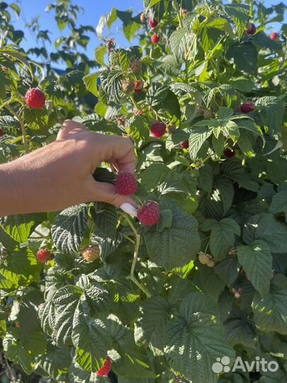 Ремонтантная малина