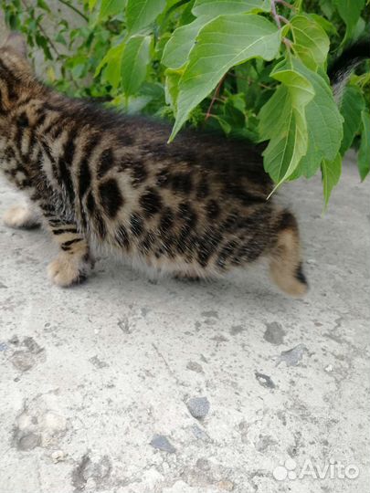 Котята